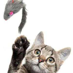 Brinquedo Pet Interativo Vara com ratinho